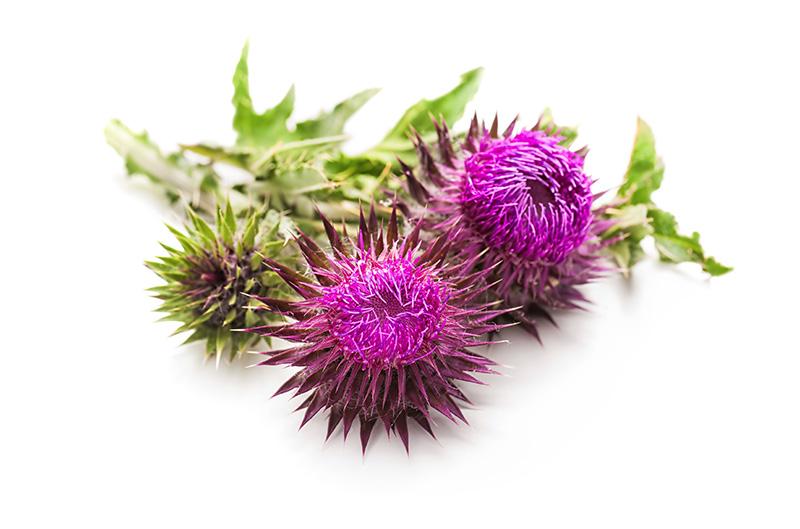 Distel