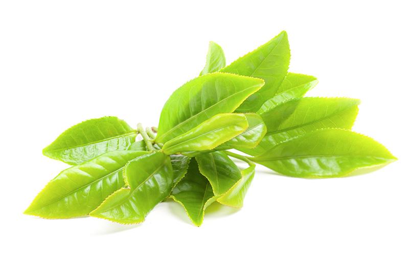 Zöld tea