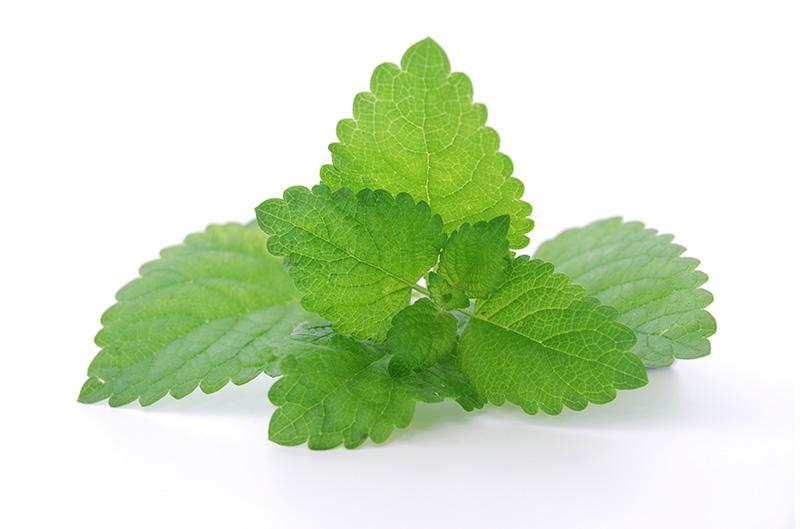 Citromfű
