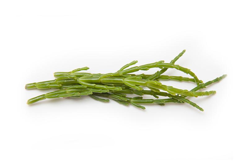 Seefenchel